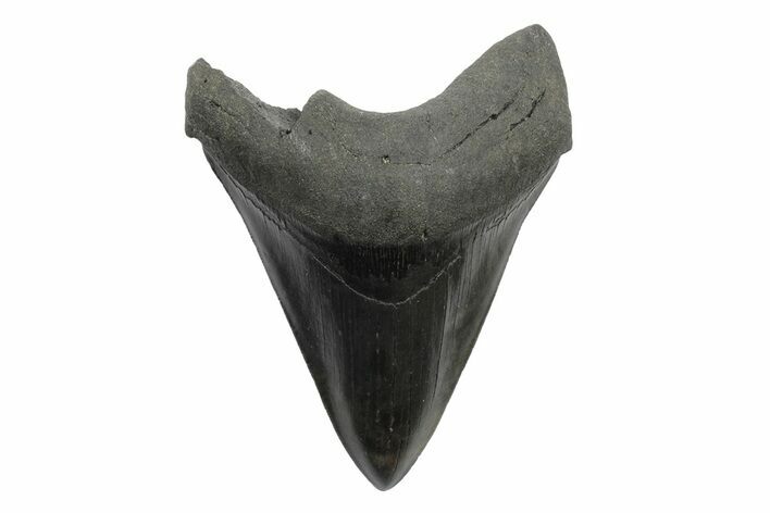 Serrated, Fossil Megalodon Tooth - South Carolina #236242